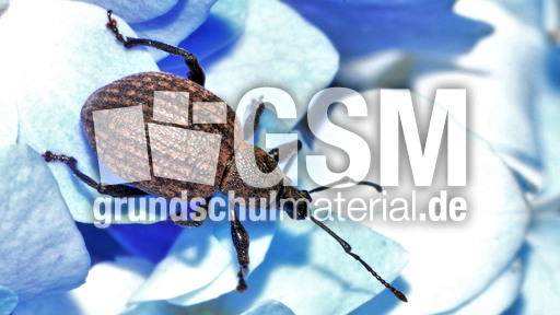 Kompakter Dickmaulrüssler (16).jpg